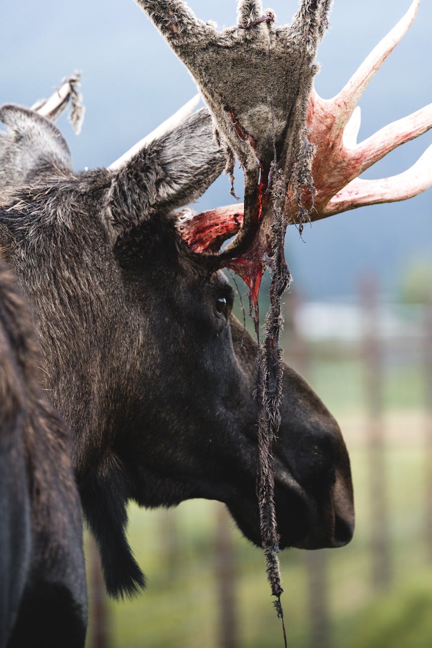 moose with debris hanging from its antlers