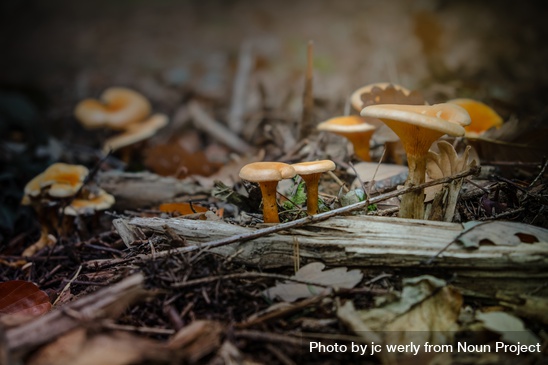 The Bog Wife by Kay&nbsp;Chronister